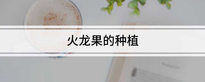 火龙果的种植
