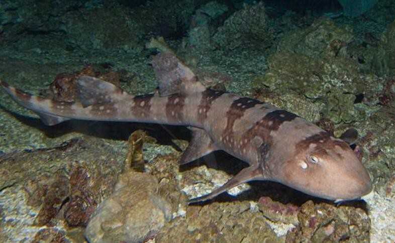 虎纹鲨鱼是什么梗