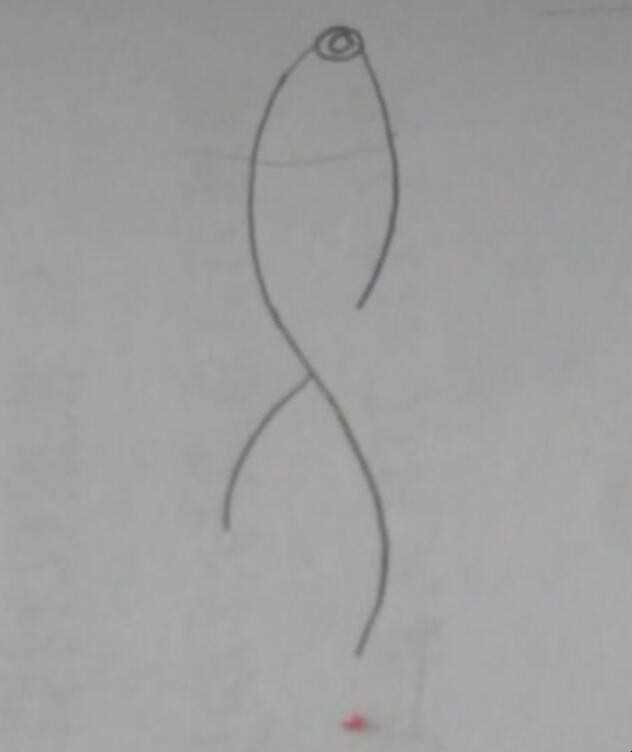 锦鲤简笔画怎么画