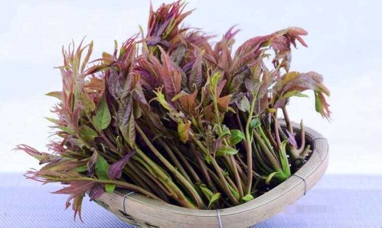香椿芽的营养成分是啥