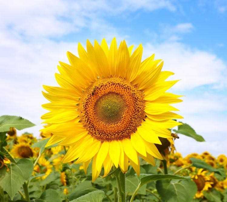 花的寓意是什么