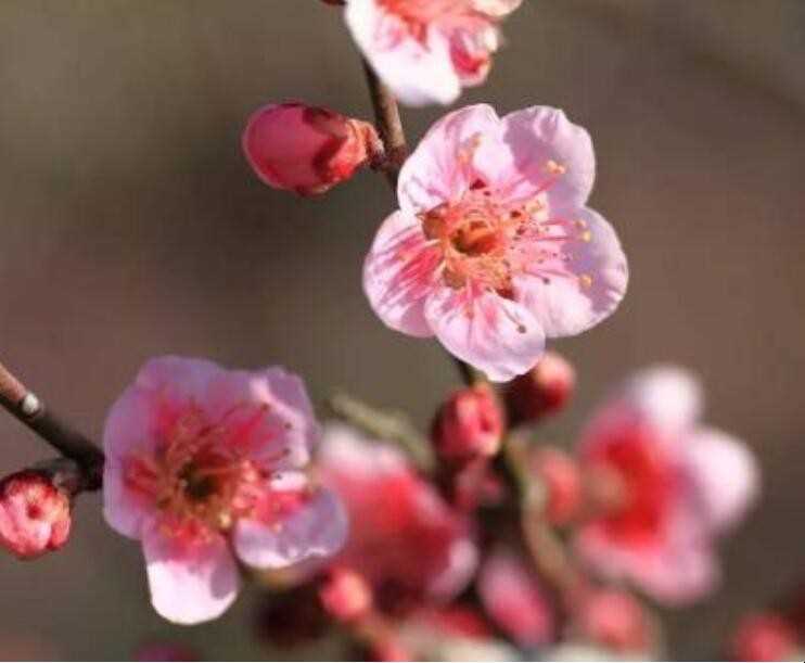 花的寓意是什么