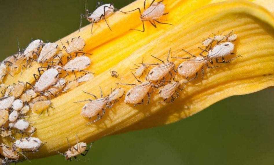 蚜虫的防治方法有哪些