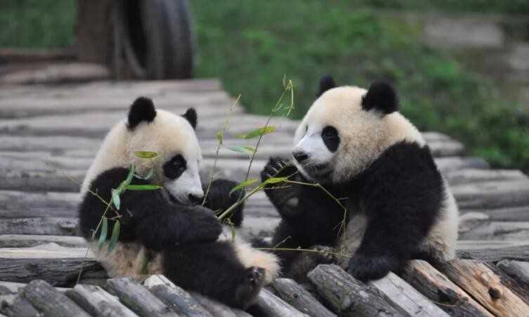 大熊猫的生活环境是怎么样的