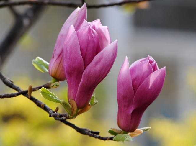 紫玉兰花语是什么
