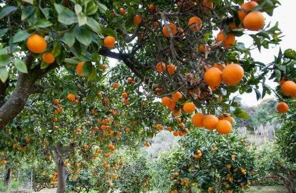 种植柑橘需要什么条件