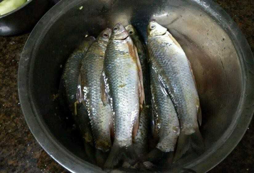 怎样钓鲮鱼