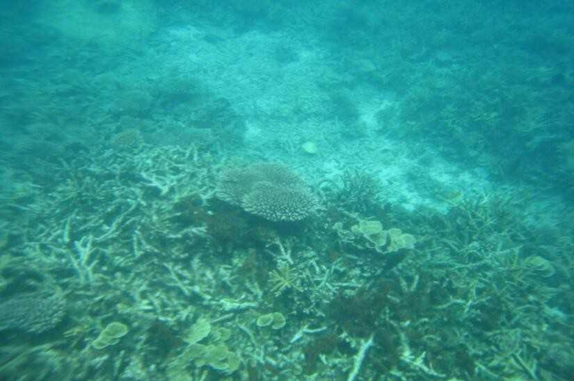 水草
