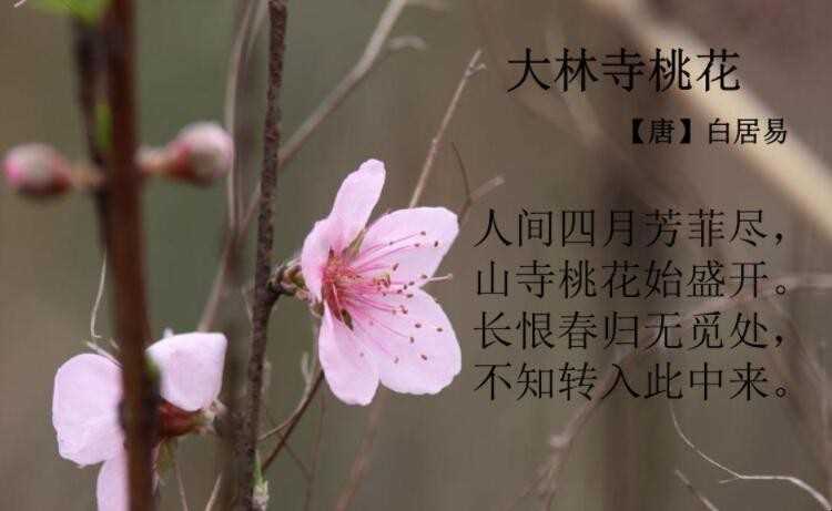 长恨春归无觅处是什么意思
