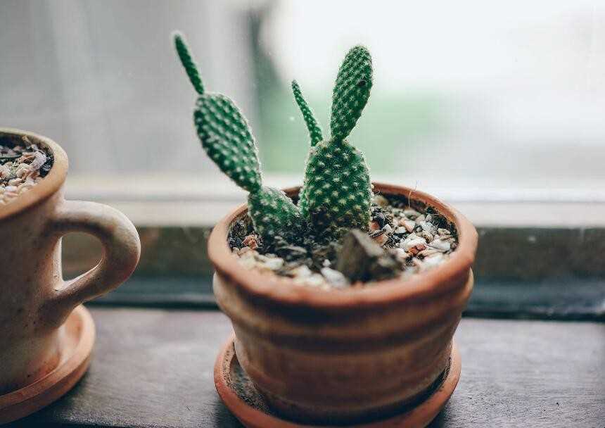 仙人球