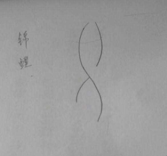 锦鲤简笔画怎么画