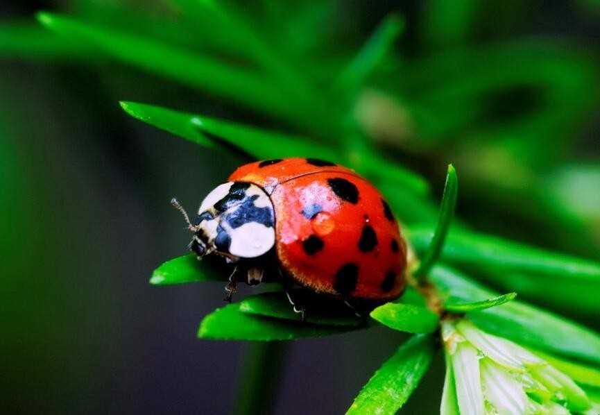 瓢虫是益虫还是害虫