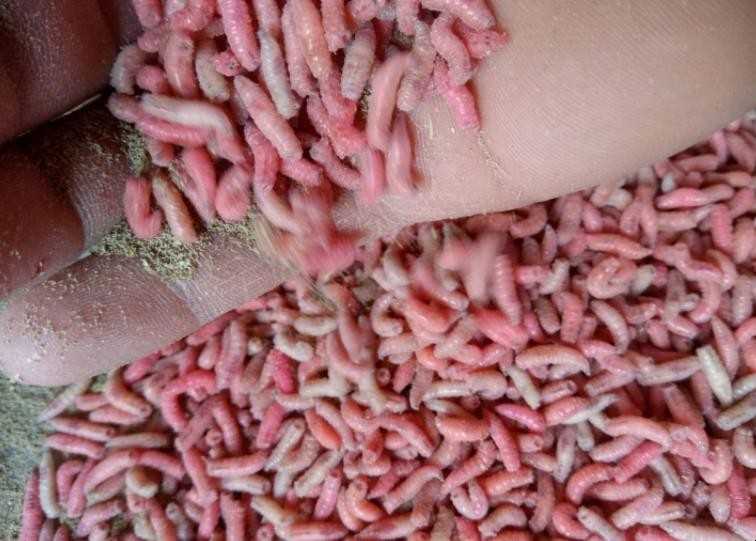 蛆虫是怎么产生的