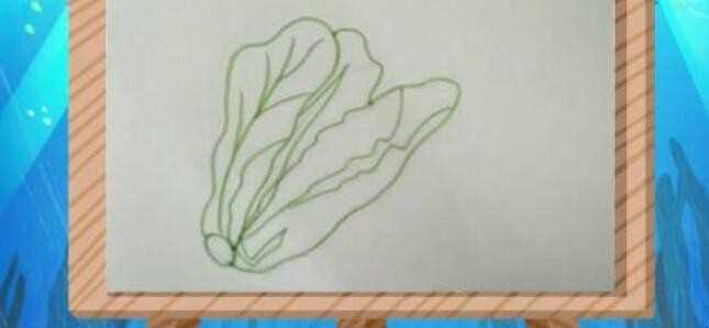 生菜简笔画怎么画