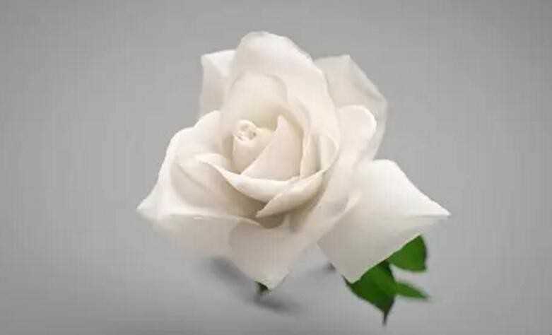 白玫瑰的含义是什么