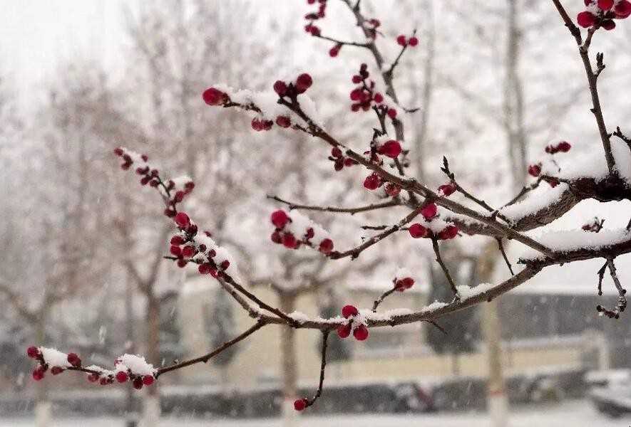 《雪梅》古诗的意思是什么