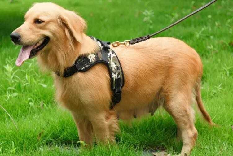 狗和犬的区别是什么