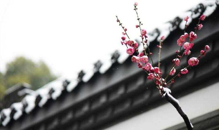 社死什么意思