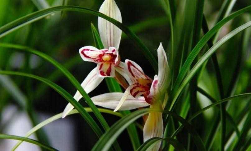 兰花