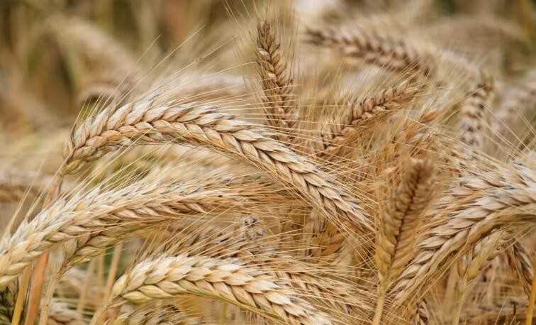 大麦是什么粮食