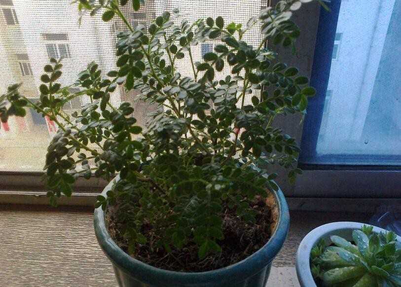 清香木