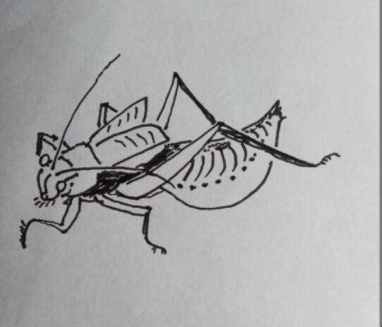 怎样画简笔画蝈蝈