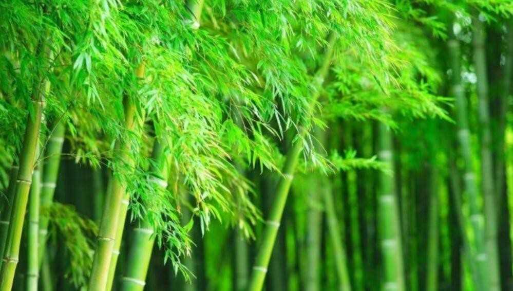什么的竹子填空词语怎么填