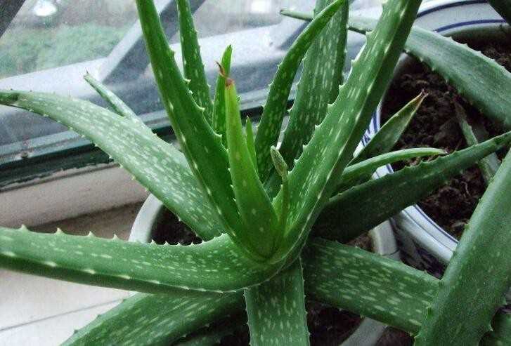 芦荟怎么养长得快
