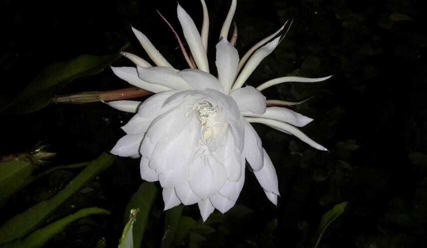 昙花一现的反义词是什么