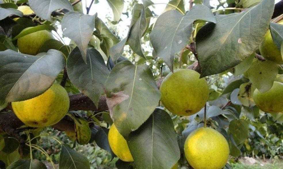 梨树