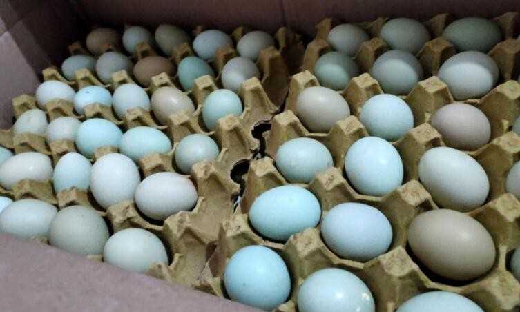 绿皮鸡蛋是什么品种鸡
