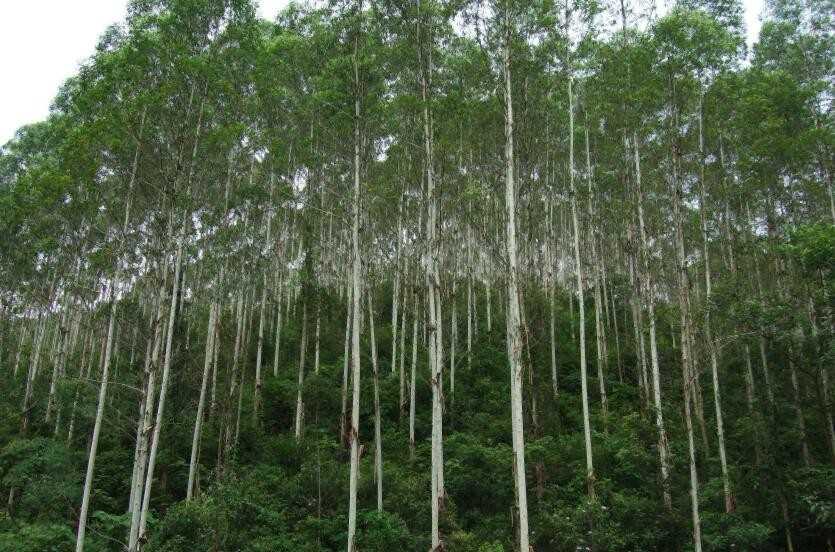 桉树