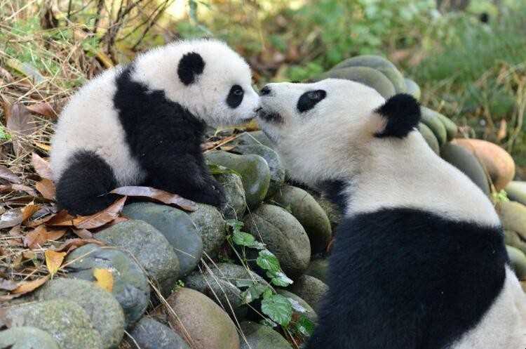 大熊猫是哺乳动物吗(大熊猫是否是哺乳动物的全部内容)