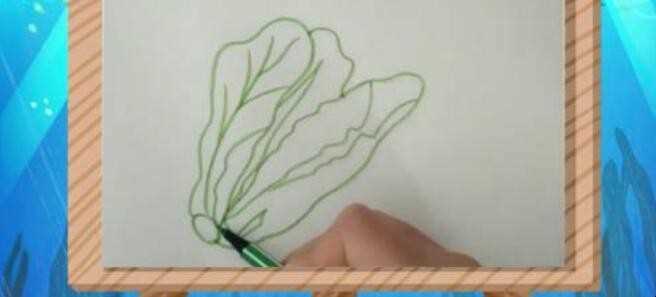 生菜简笔画怎么画