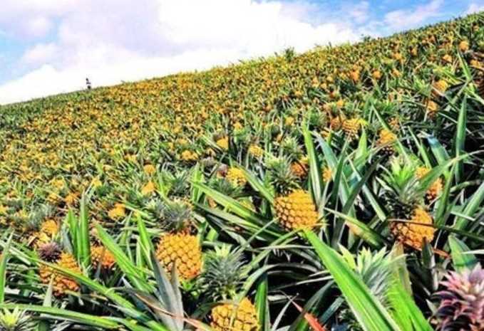 菠萝原产地是哪里(菠萝原产地有哪些地方)