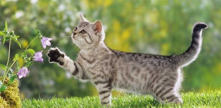 《世无良猫》告诉我们什么道理