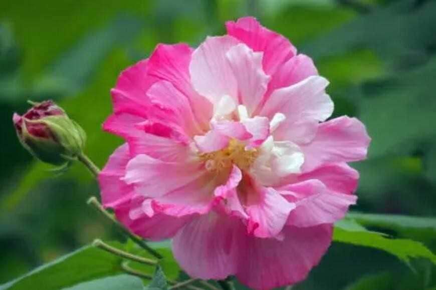 芙蓉花几月盛开