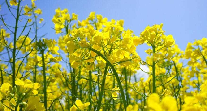 油菜花简笔画怎么画【图】