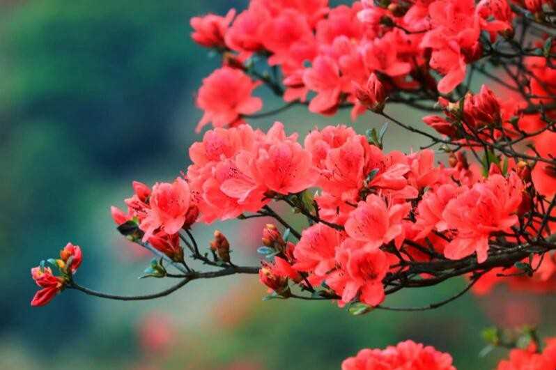 杜鹃花掉叶子怎么办