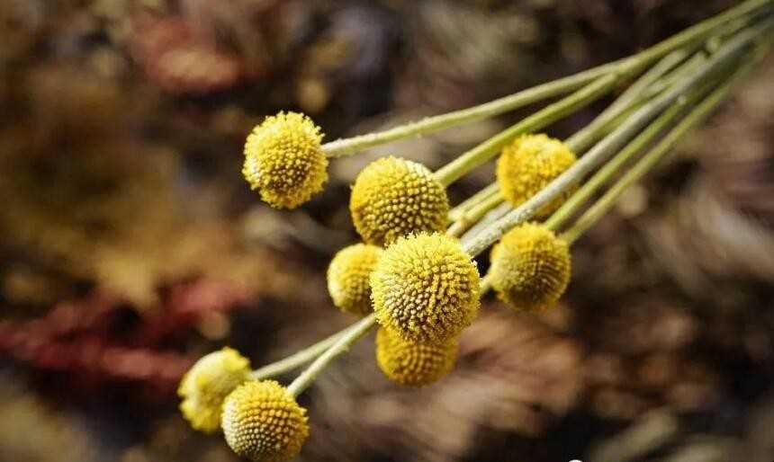 黄金球(金槌花)的花语是什么