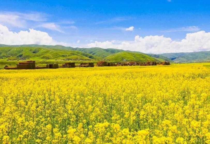 油莱花是什么季节开