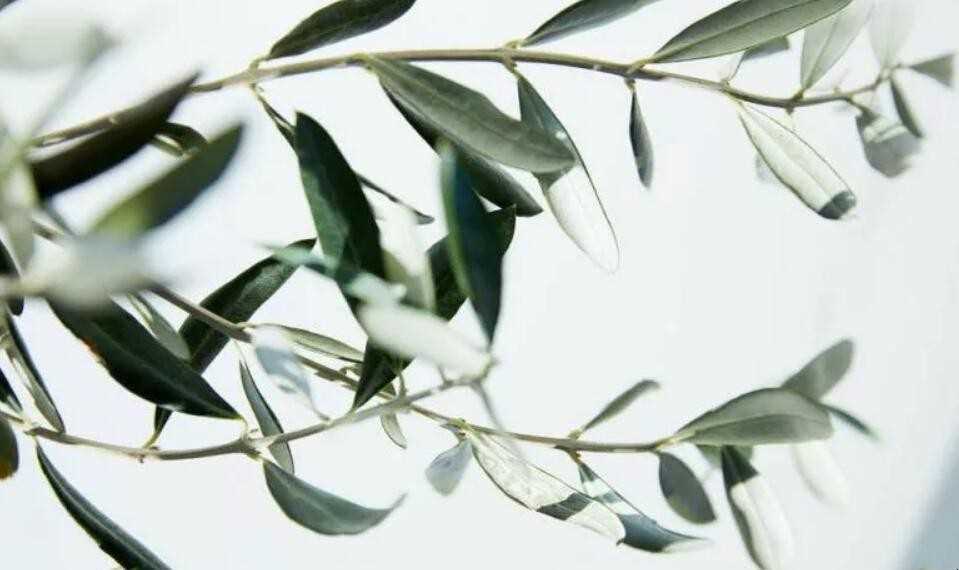 枝桠和枝丫的区别是什么