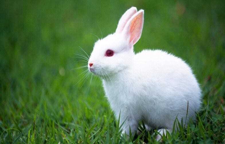 小白兔的生活习性有哪些