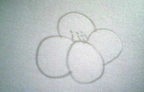油菜花简笔画怎么画