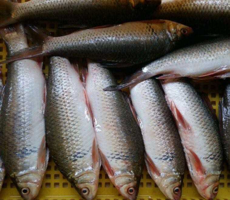 鲮鱼