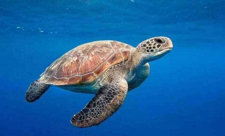 海归的寿命有多长