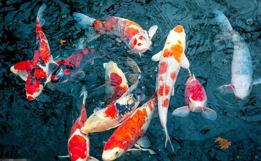 锦鲤简笔画怎么画