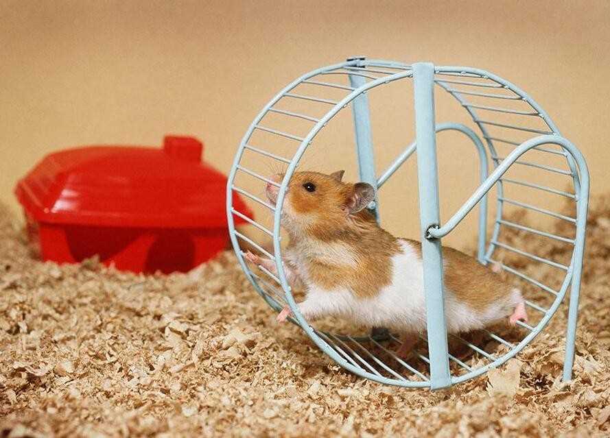 仓鼠