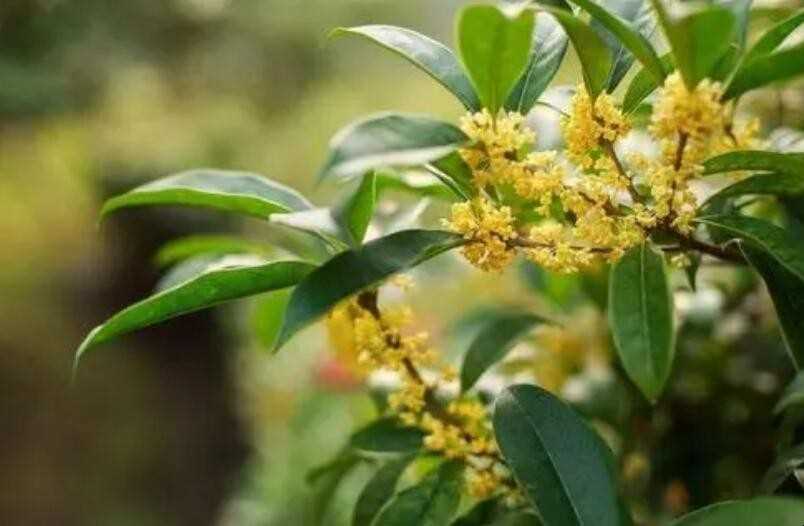 桂花树怎么画