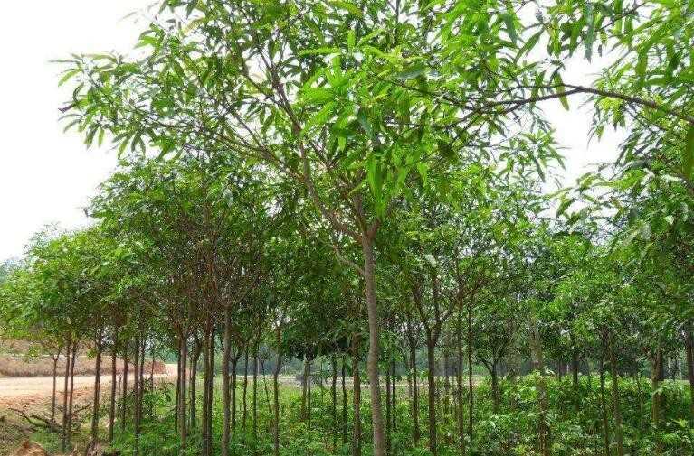 秋枫树如何种植